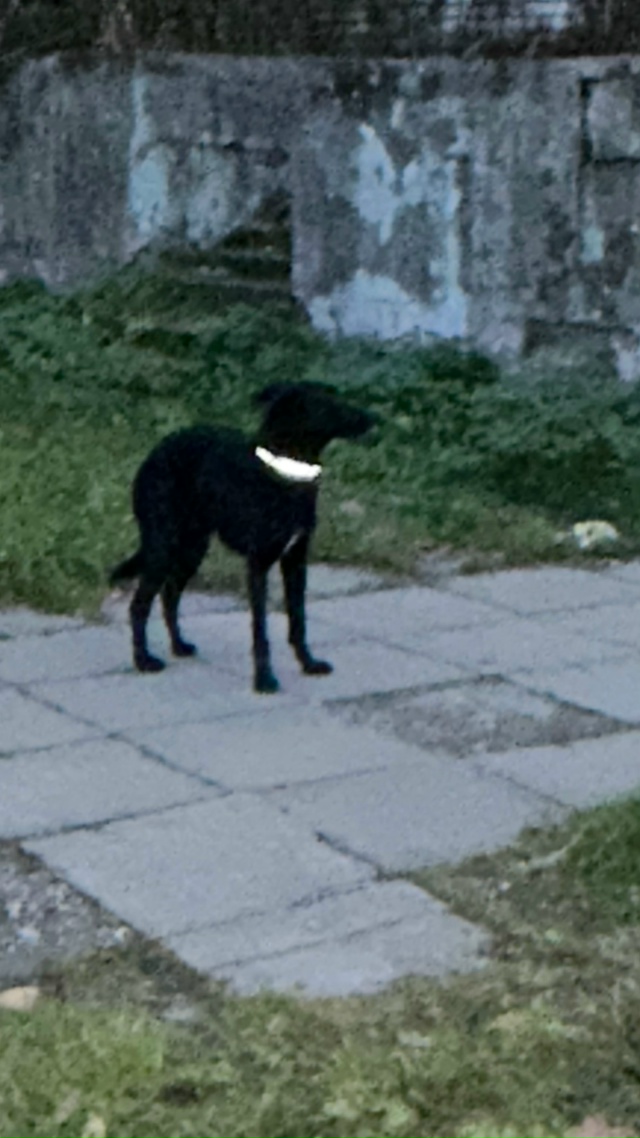 Целый день собачка стоит в ожидании хозяина. Молодой к?...