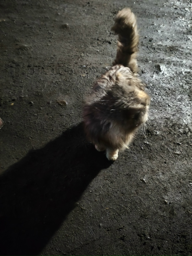 чья кошечка, на Рябикова около вб, очень ласковая, добр?...