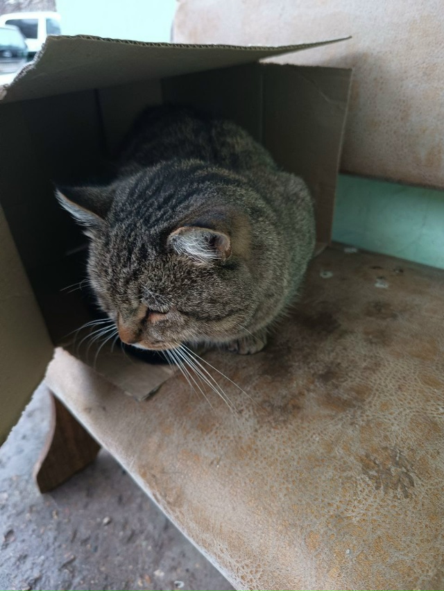 Тухвата Янаби, в подъезде Сидит котик, крупный, по виду ...