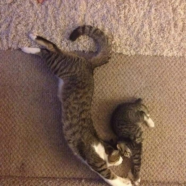 Коты и кошки и их мини-копии)❤