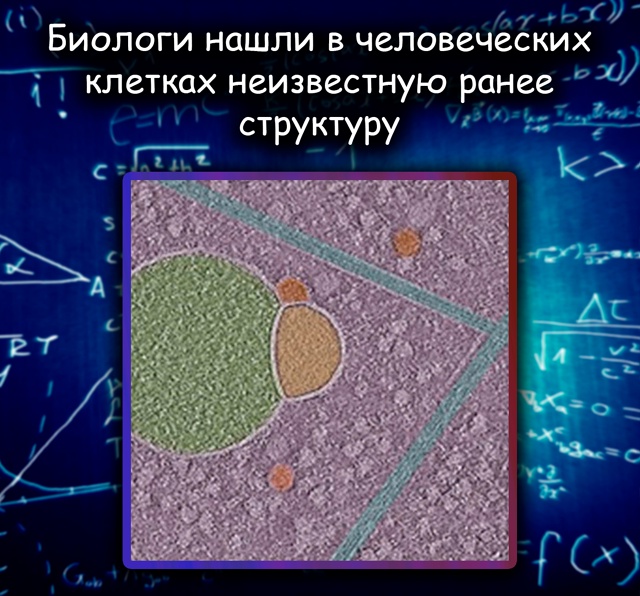 Новая органелла в клетке: открытие, которого ждали дес?...