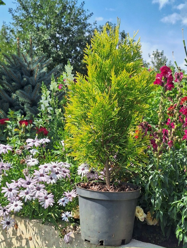 Создайте свой зеленый оазис! 🌳✨
Мечтаете о пышной жив...