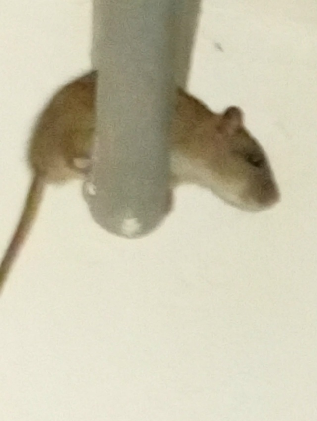 Волховский пр 55 6 подьезд опять нашествие рататуев . уж...