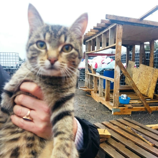 Молодой паренёк, возраст 5 месяцев, пристраивается в на...