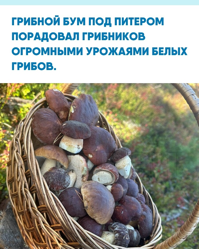 В лесах под Санкт‑Петербургом сейчас настоящий сезон:...