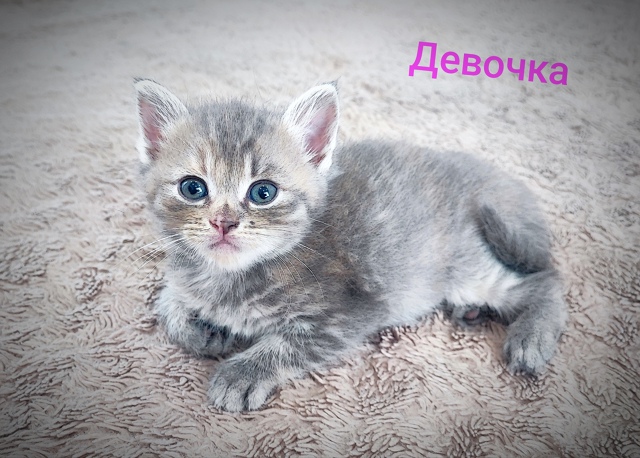 Отдам в добрые руки малышей!)))
Мальчики и девочки, рожд...