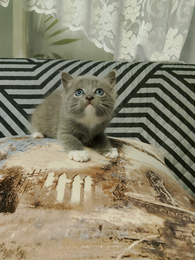 Котёнок, мальчик, тел.+7 987 497-05-66
