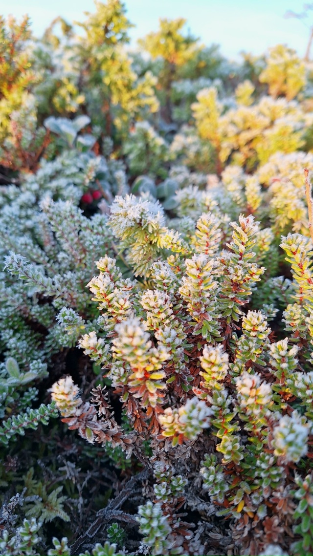 Красота первых заморозков в Мурманской области💙
Фот?...