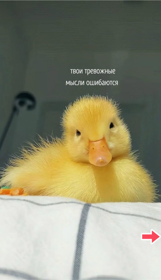 Прислушайся к уточке