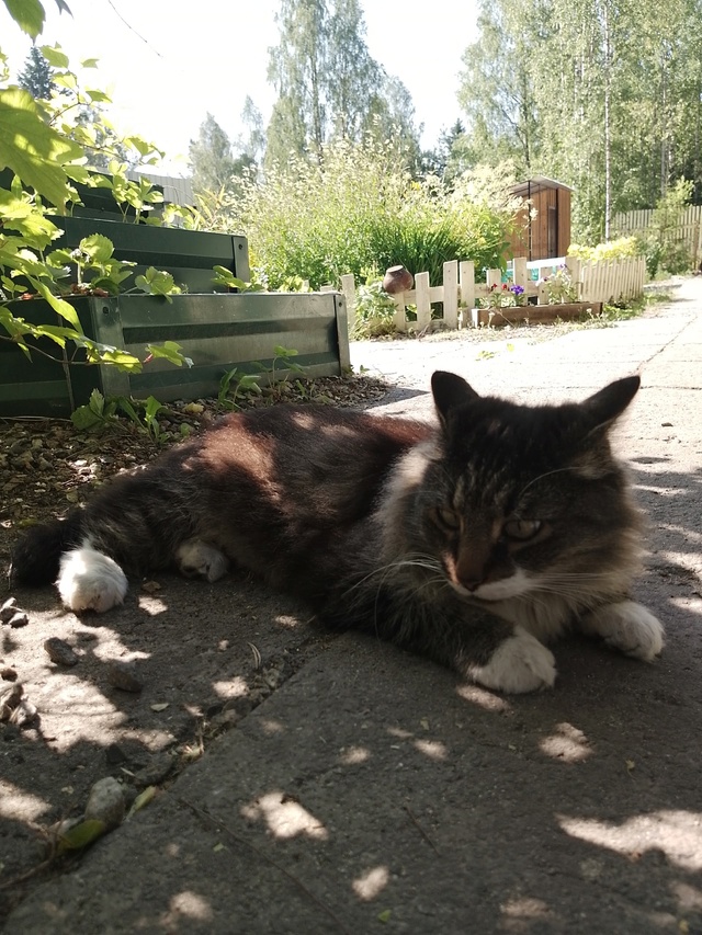Мои любимые котики. Дворянин Косыгин 9 лет, и Черномырд?...