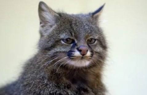 Это Тибетская лиса. Она выглядит так, будто её сгенерировала нейросеть 😳 4ch