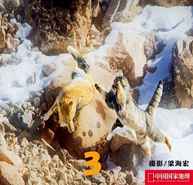 Тибетские лисы — удивительные создания, известные сво...