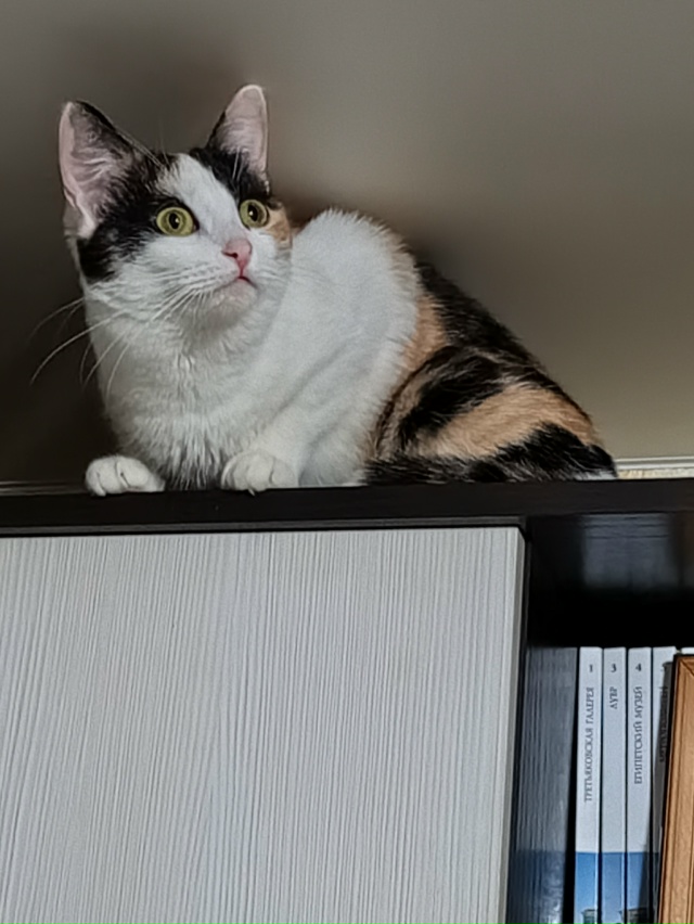 Шанель увидела Домового 🤣