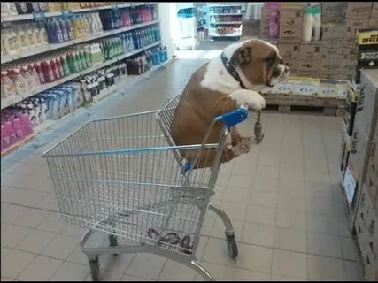 ❌? Запретить посещать кафе и магазины с животными хо?...