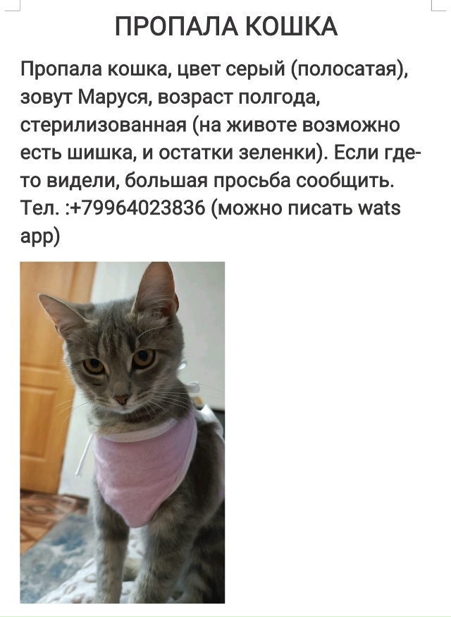 Здравствуйте! Ищем нашу кошечку. Очень контактная, игр?...