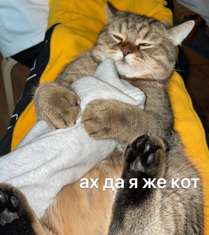 Када с утра думаешь, что проспал, но потом вспоминаешь, что ты кот и тебе никуда не надо
