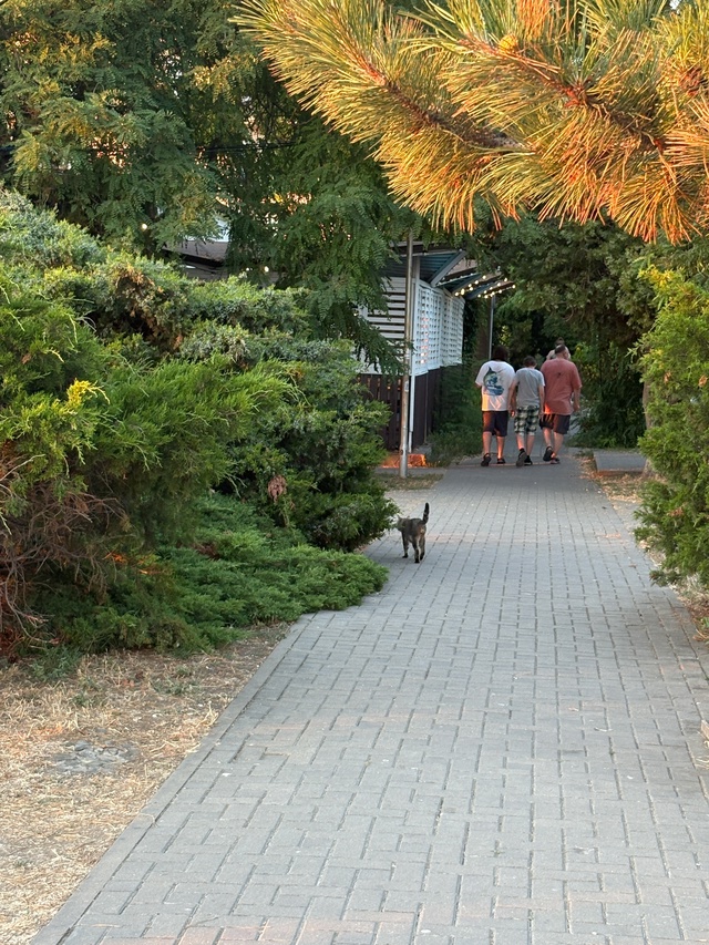 Анапские коты №2
#котоохота