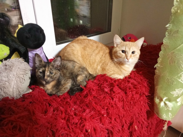 В Закамске по улице ласвинская 68б потелитесь кот Сема ...