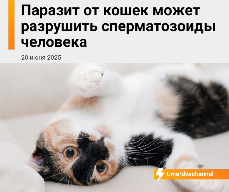 Самый распространённый кошачий паразит уничтожает мужское здоровье — он снижает фертильность и разру