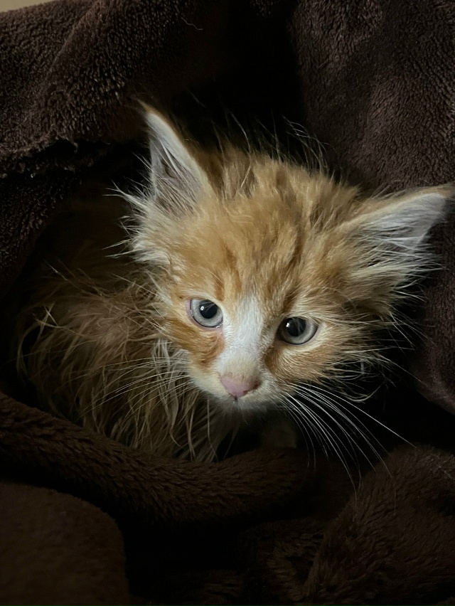 Здравствуйте! Пожалуйста, опубликуйте пост.
Найден кот...