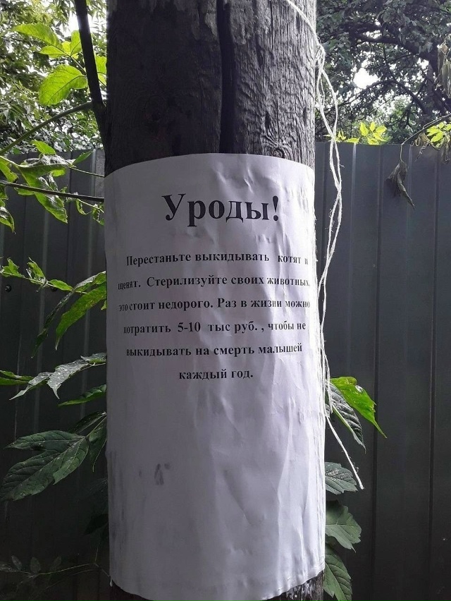 Прекратите выбрасывать котят и щенят. Проводите стери?...