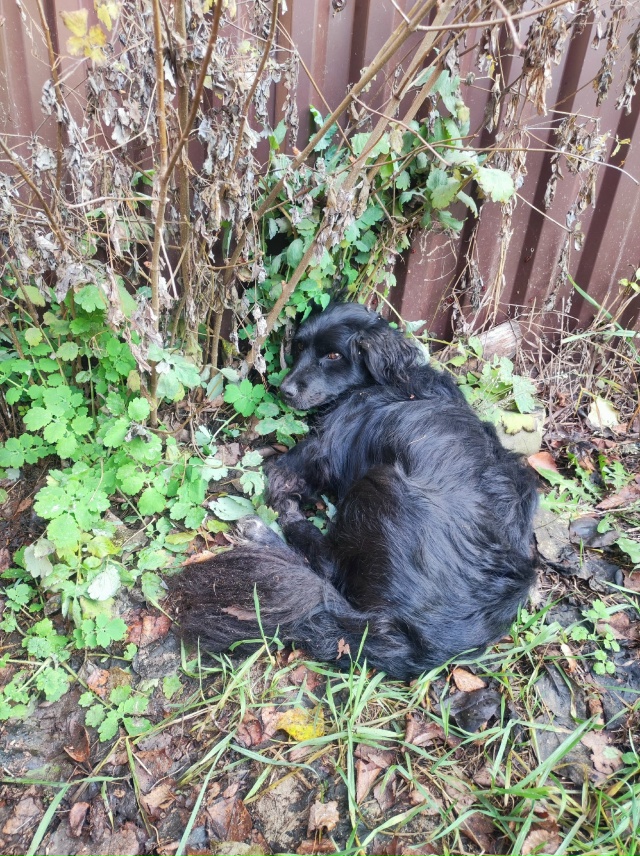 Найдена собака, помогите найти хозяина! Если Вы узнали ...