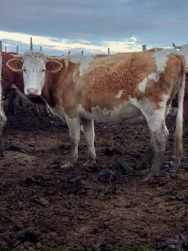 Продаётся подсосная корова (третий отёл)
Обращаться по...