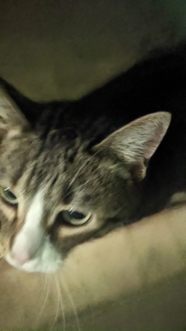 Добрый день! В подъезд забежала кошка, не голодная, оче?...