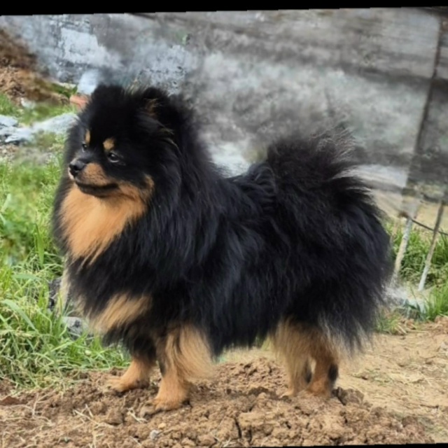 Потерялась собака в районе детского садика 