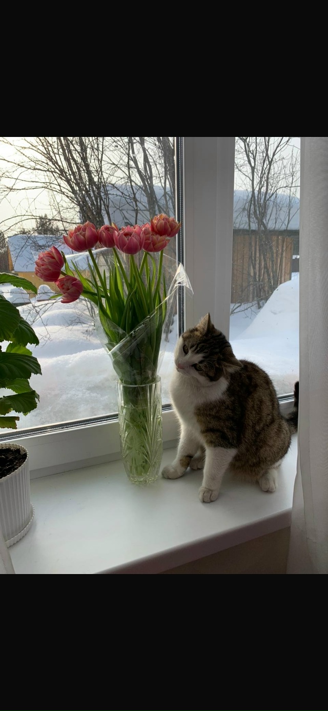 Потерялась кошка!
СНТ ЛЕСНОЙ ЛАСЬВА
МОЖЕТ КТО-ТО ВИДЕЛ ...