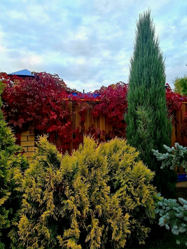 Красивый caд жительницы Перми ?
? Ирина Шершнёва