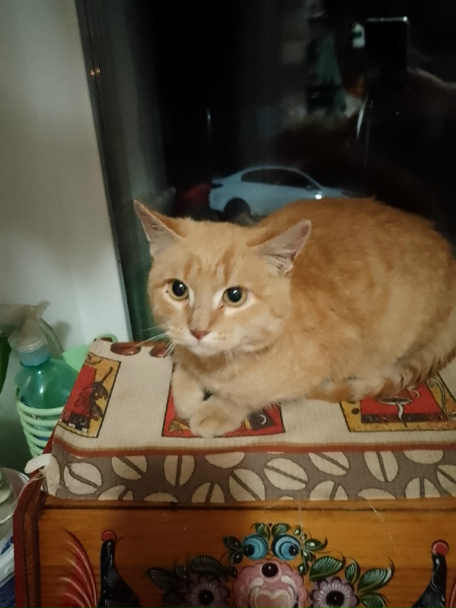 Чей котейка ?