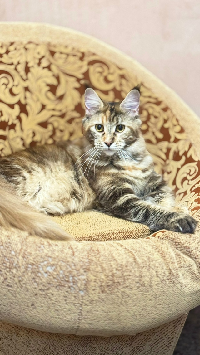 Пропала кошка породы мейнкун район улицы Советской.от?...