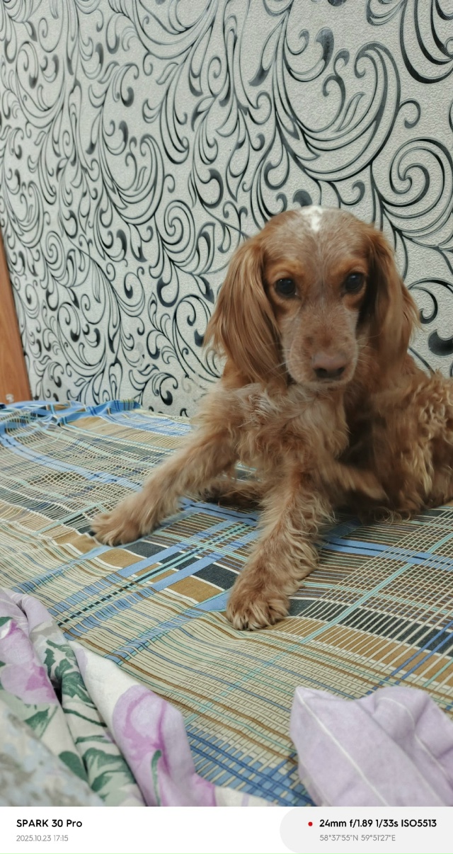 Потерялась спаниель по кличке Майя, в районе 2 садов. По...