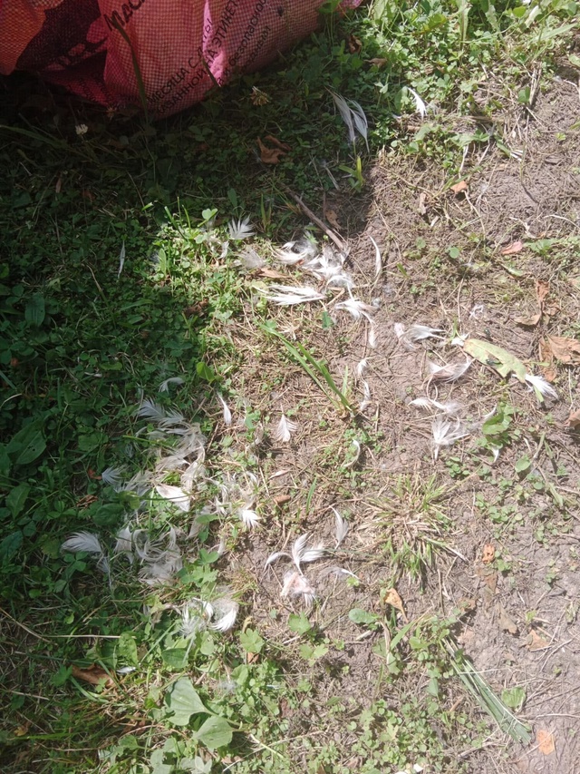 Ну кто там пел про то, что дикая стая собак в Горетово э?...