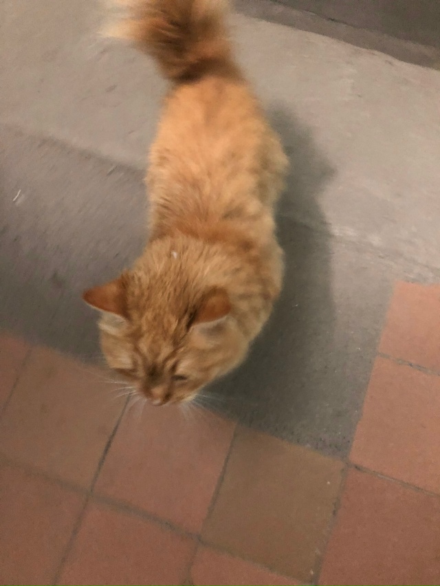 чья кошечка рыжая на горького 40, 2 подъезд? ласковая
ано...