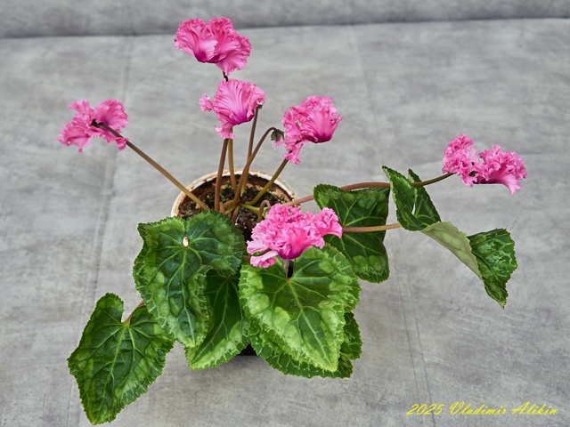 Балконные ))), хвастайте своими )!