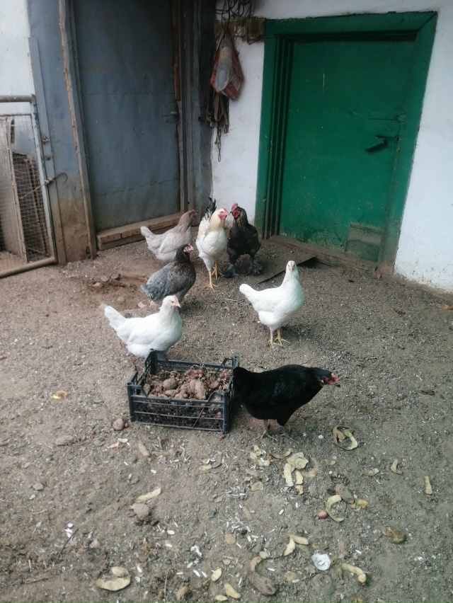 Анонимно.
Продаются молодые куры и петухи.
Обращаться ?...