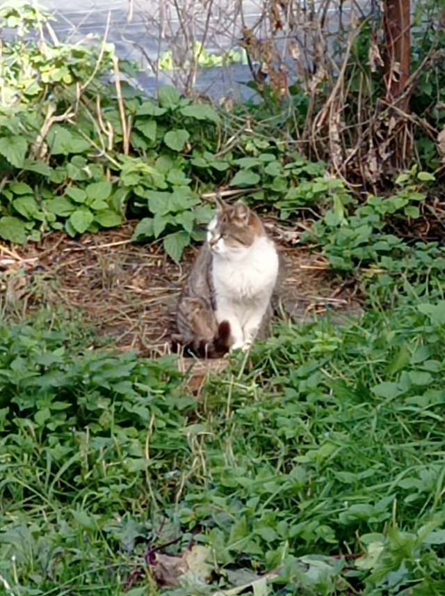 Хозяева кошки в Старой Коломне( скорее всего Ивановска...