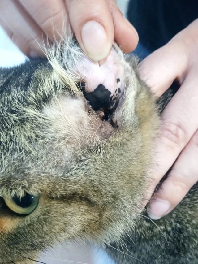 Друзья. 🆘🆘🆘🆘
Вот такой котик попался на пути. У кот?...