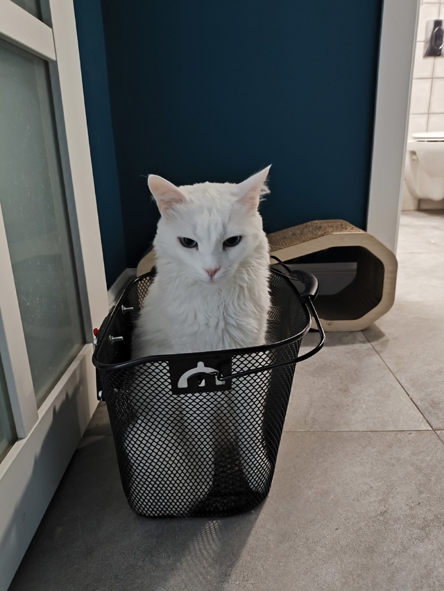 #КотянСутоевич и поедем, красотка, кататься