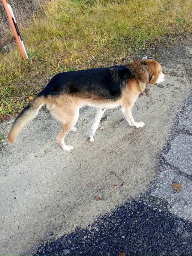 По трассе вдоль Богородского бегает кобель, прихрамыв?...