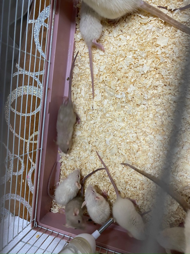 Отдам крысок, малышам около месяца, взрослым около пол?...