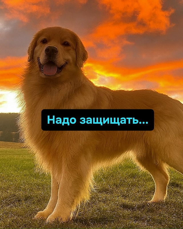 Когда миссия “охранять” внезапно сменяется на миссию...