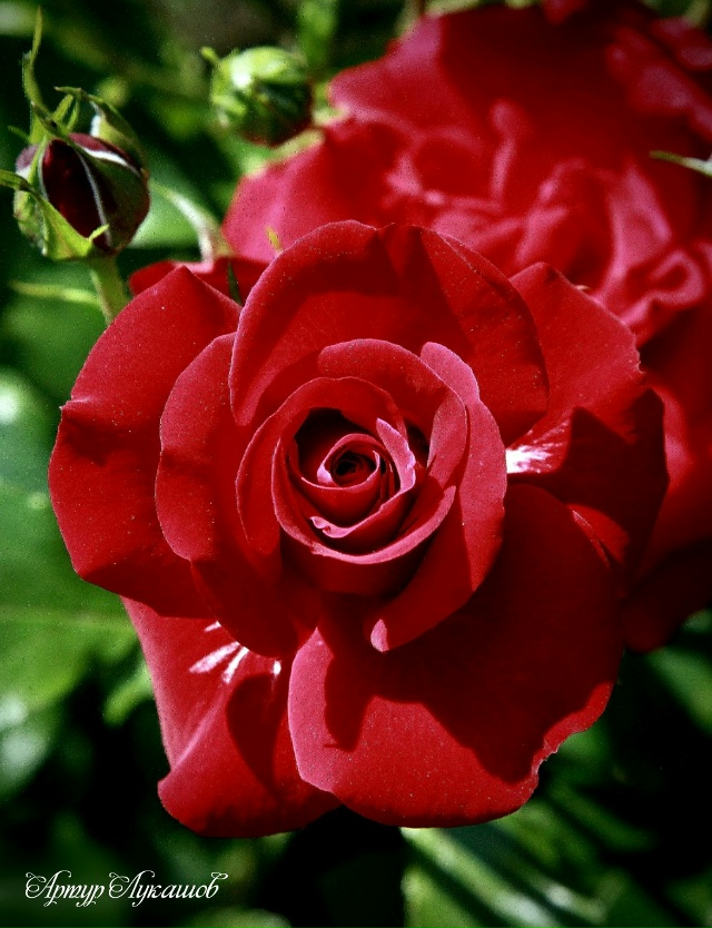 Петергоф. Сад Фермерского дворца. Лето-2025.
Фото и комм...