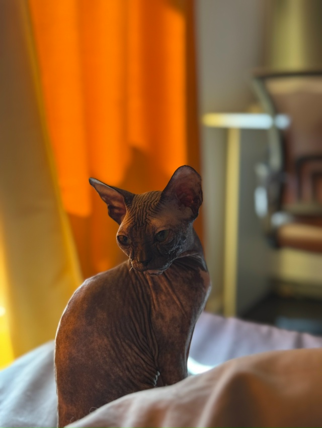 лыси попи Мизуки 🐈‍⬛
Всратость растет уверенная