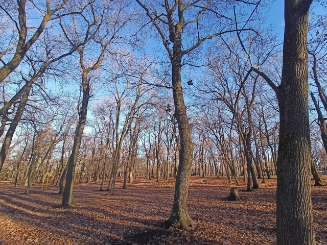 ? В Загородном парке на дереве заметили необычные укр...