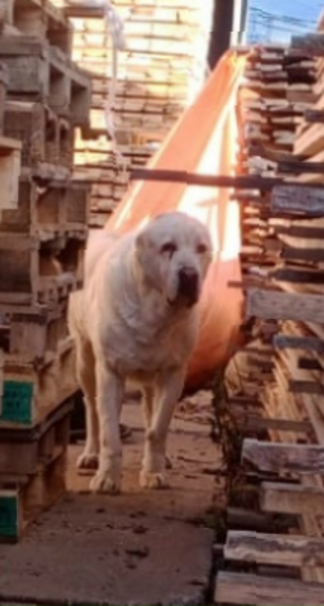 Всем добрый день, у кого пропали собаки, прошу обращать...