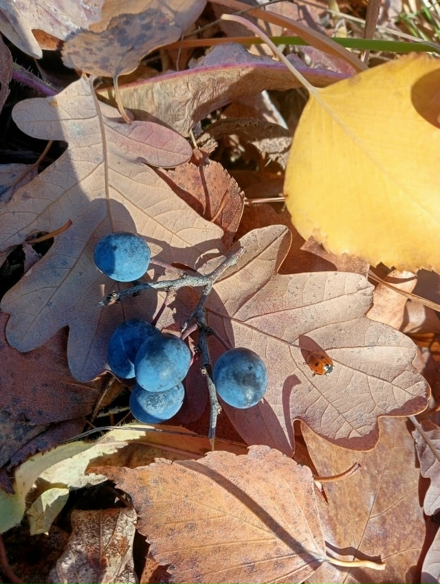 ПРИРОДА ДУХОВОЙ