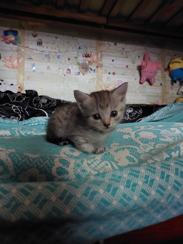 Отдадим котёнка в добрые руки, от британской кошки. Род...